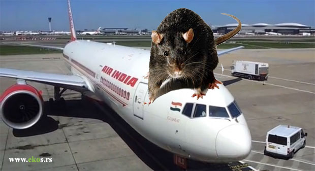 Avion se vratio na polazište zbog pacova u kokpitu